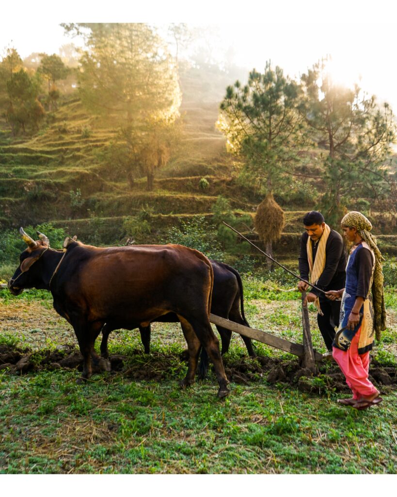 Indian farmer